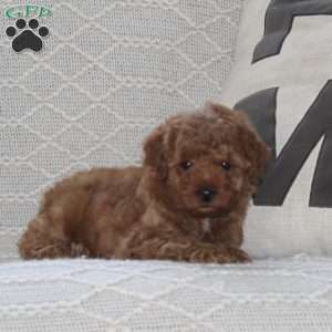 Sparky, Maltipoo Puppy